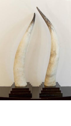 Pair of Longhorns on Black Ebonized Bases