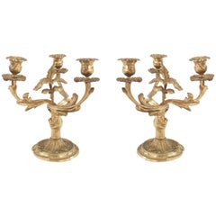 Pair of Louis XV Bronze Small Candelabras