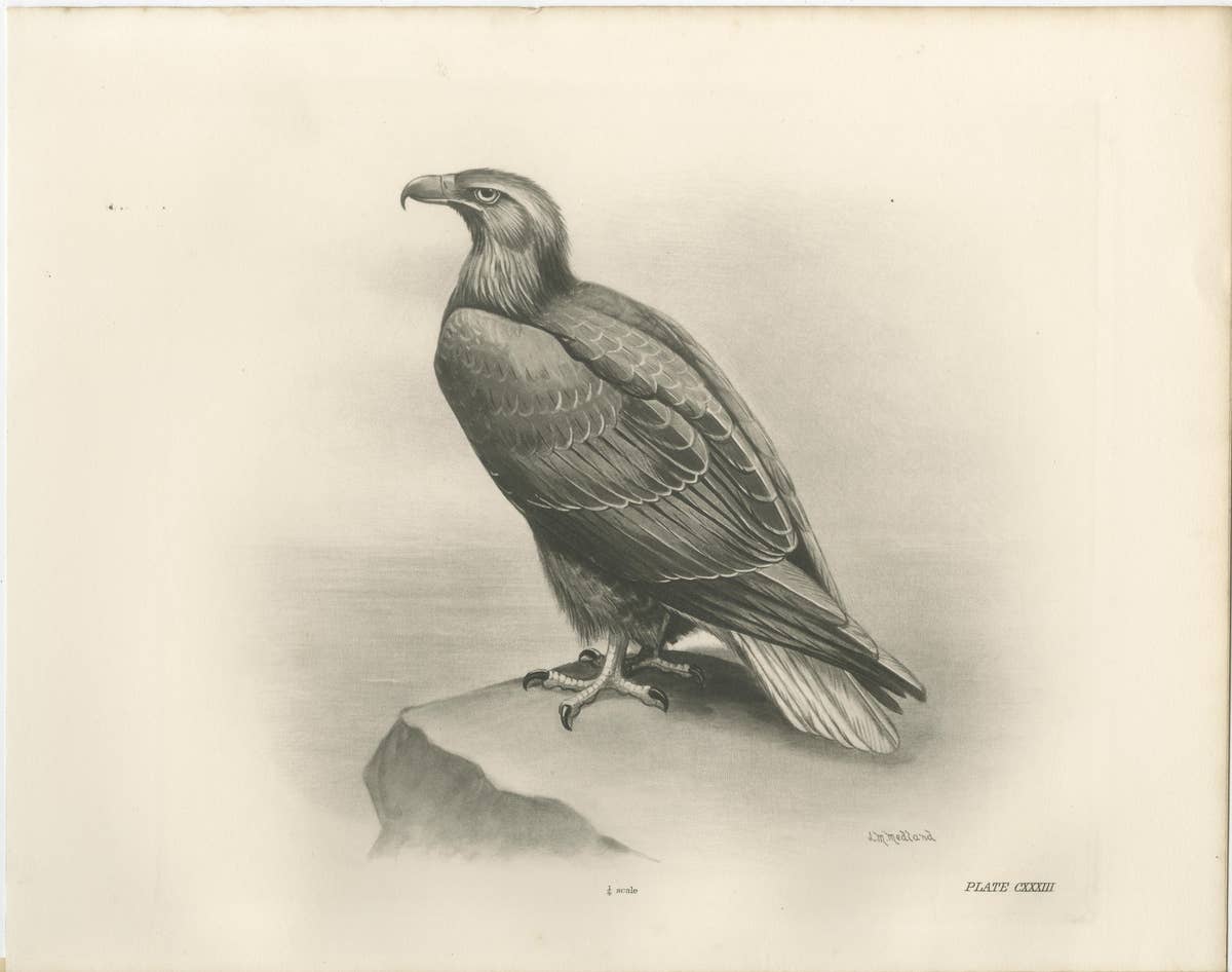 Pair of Majestic British Eagle Photogravures by L. M. Medland, 1908