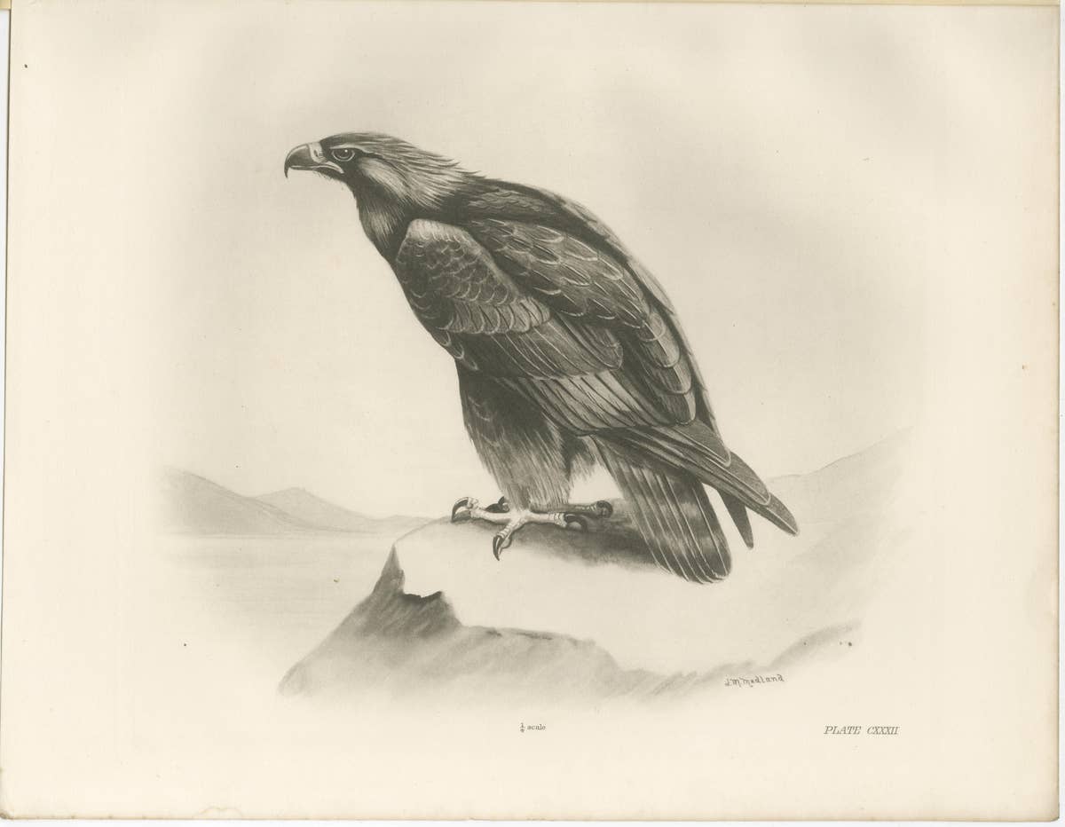 Pair of Majestic British Eagle Photogravures by L. M. Medland, 1908