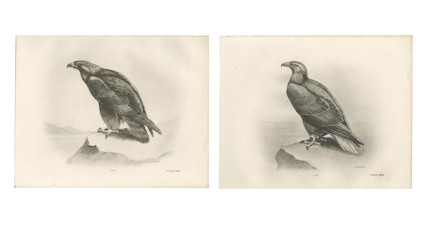 Pair of Majestic British Eagle Photogravures by L. M. Medland, 1908