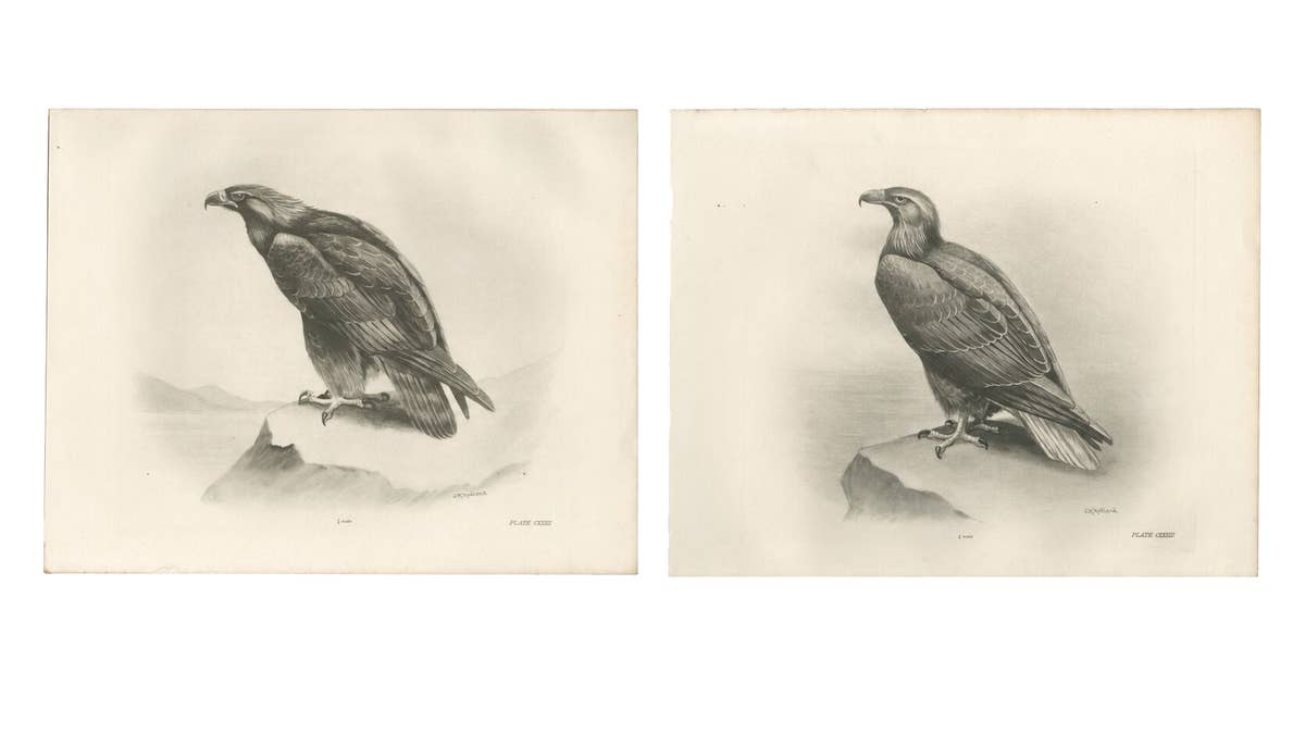 Pair of Majestic British Eagle Photogravures by L. M. Medland, 1908