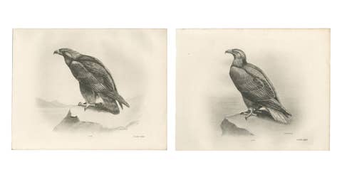 Pair of Majestic British Eagle Photogravures by L. M. Medland, 1908