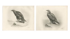 Pair of Majestic British Eagle Photogravures by L. M. Medland, 1908