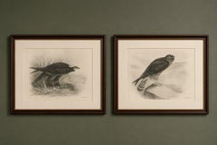 Pair of Marsh and Hen Harrier Bird Prints by Stonham, 1908