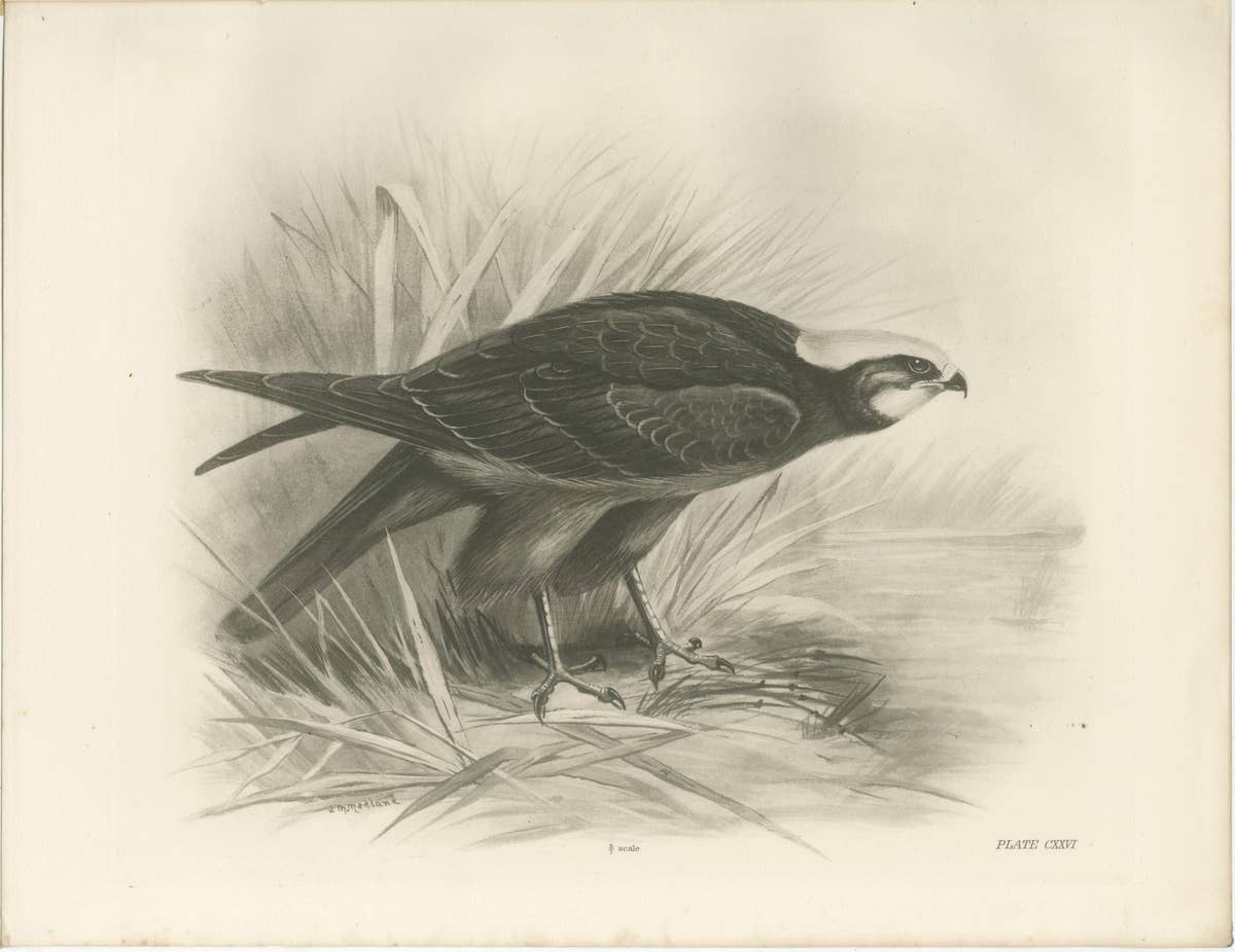 Pair of Marsh and Hen Harrier Bird Prints by Stonham, 1908