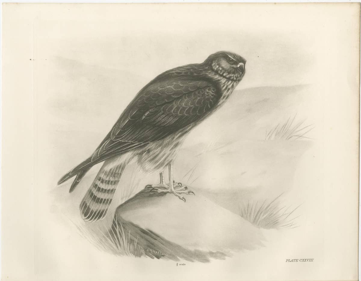 Pair of Marsh and Hen Harrier Bird Prints by Stonham, 1908