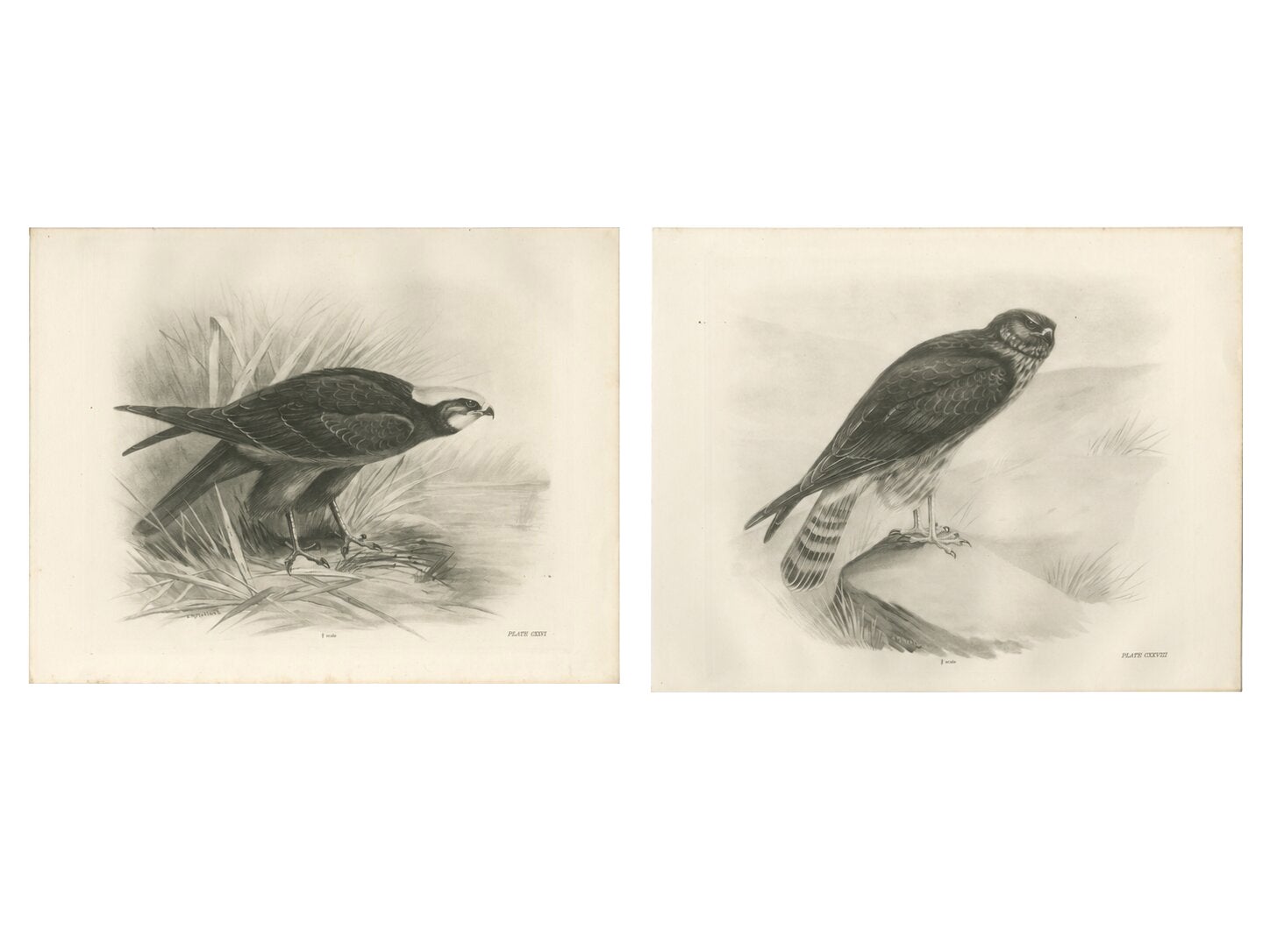 Pair of Marsh and Hen Harrier Bird Prints by Stonham, 1908