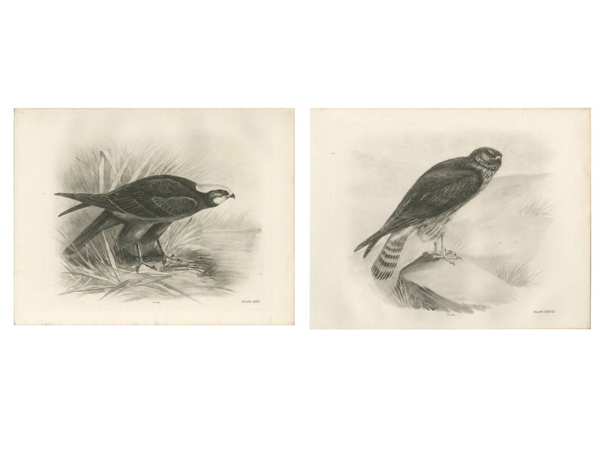 Pair of Marsh and Hen Harrier Bird Prints by Stonham, 1908