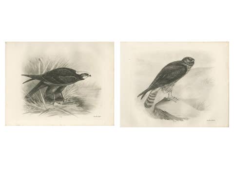 Pair of Marsh and Hen Harrier Bird Prints by Stonham, 1908