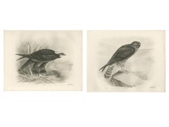 Pair of Marsh and Hen Harrier Bird Prints by Stonham, 1908