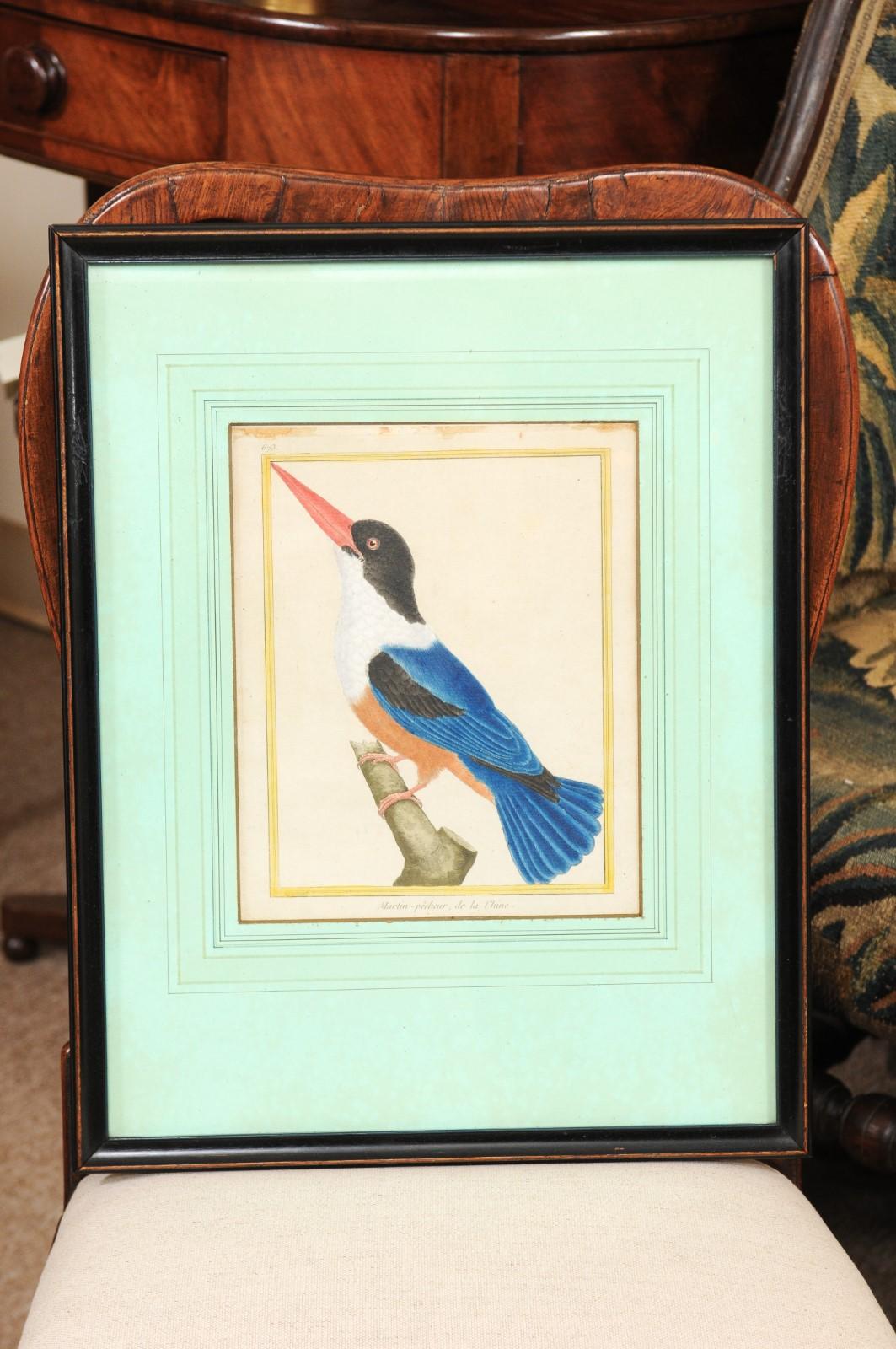 Pair of Martinet Bird Engravings, 19th Century In Good Condition In Atlanta, GA