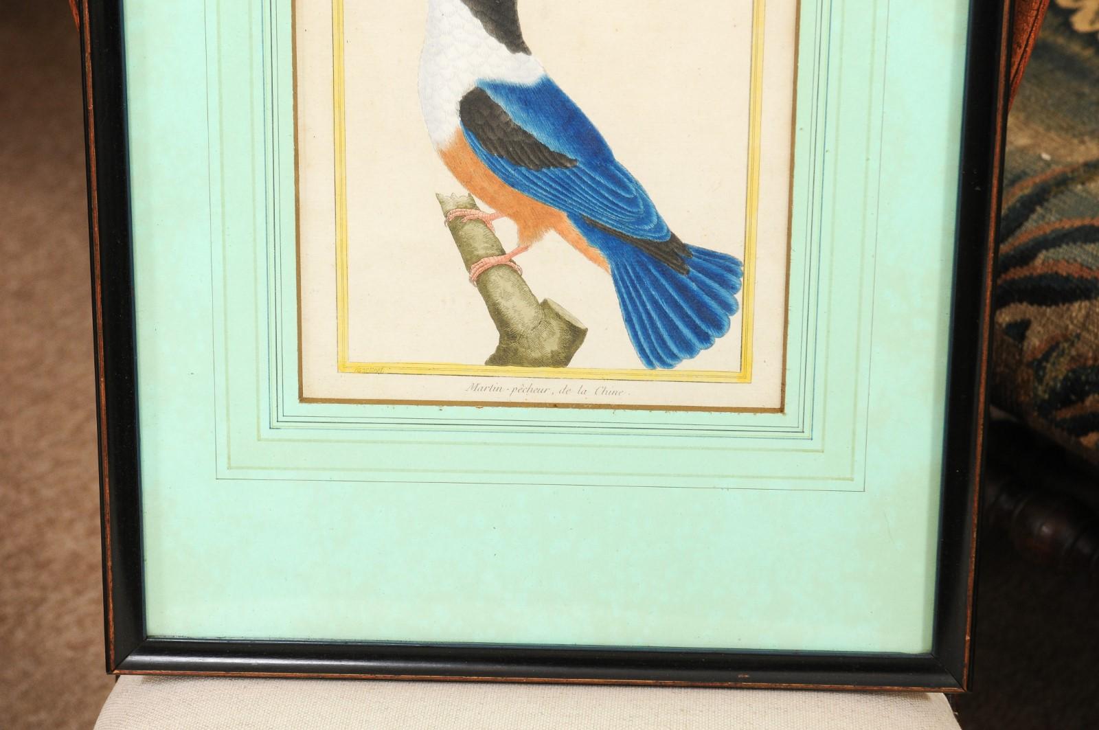 Paint Pair of Martinet Bird Engravings, 19th Century