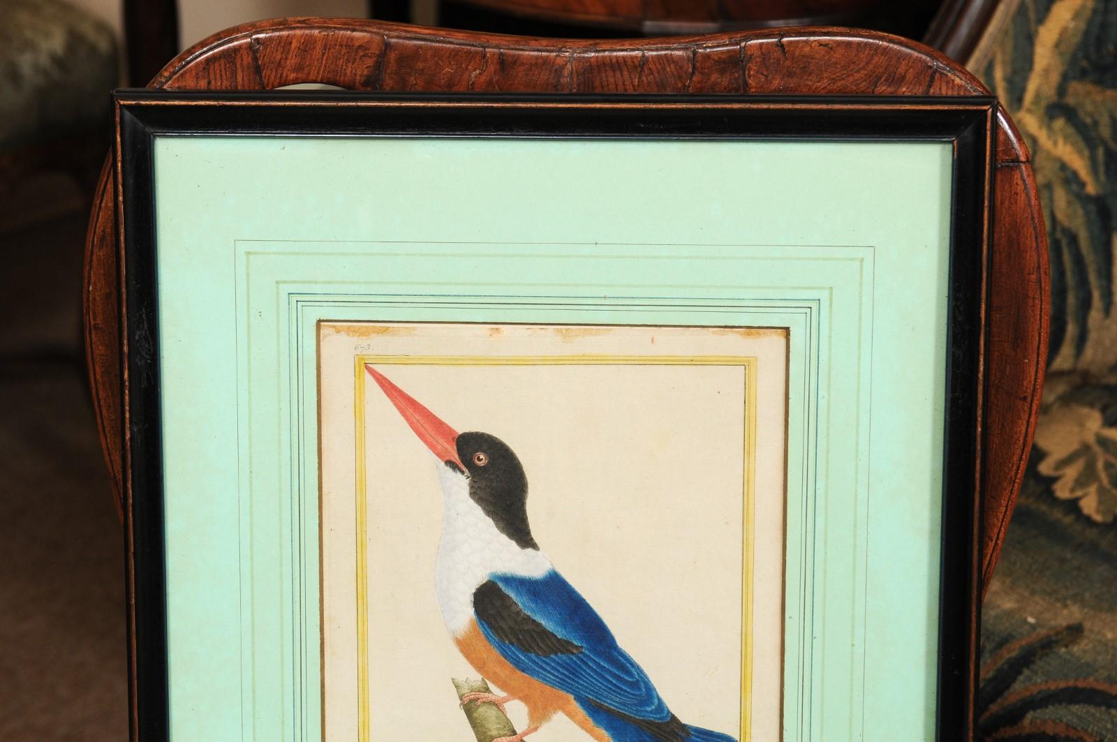 Pair of Martinet Bird Engravings, 19th Century 1