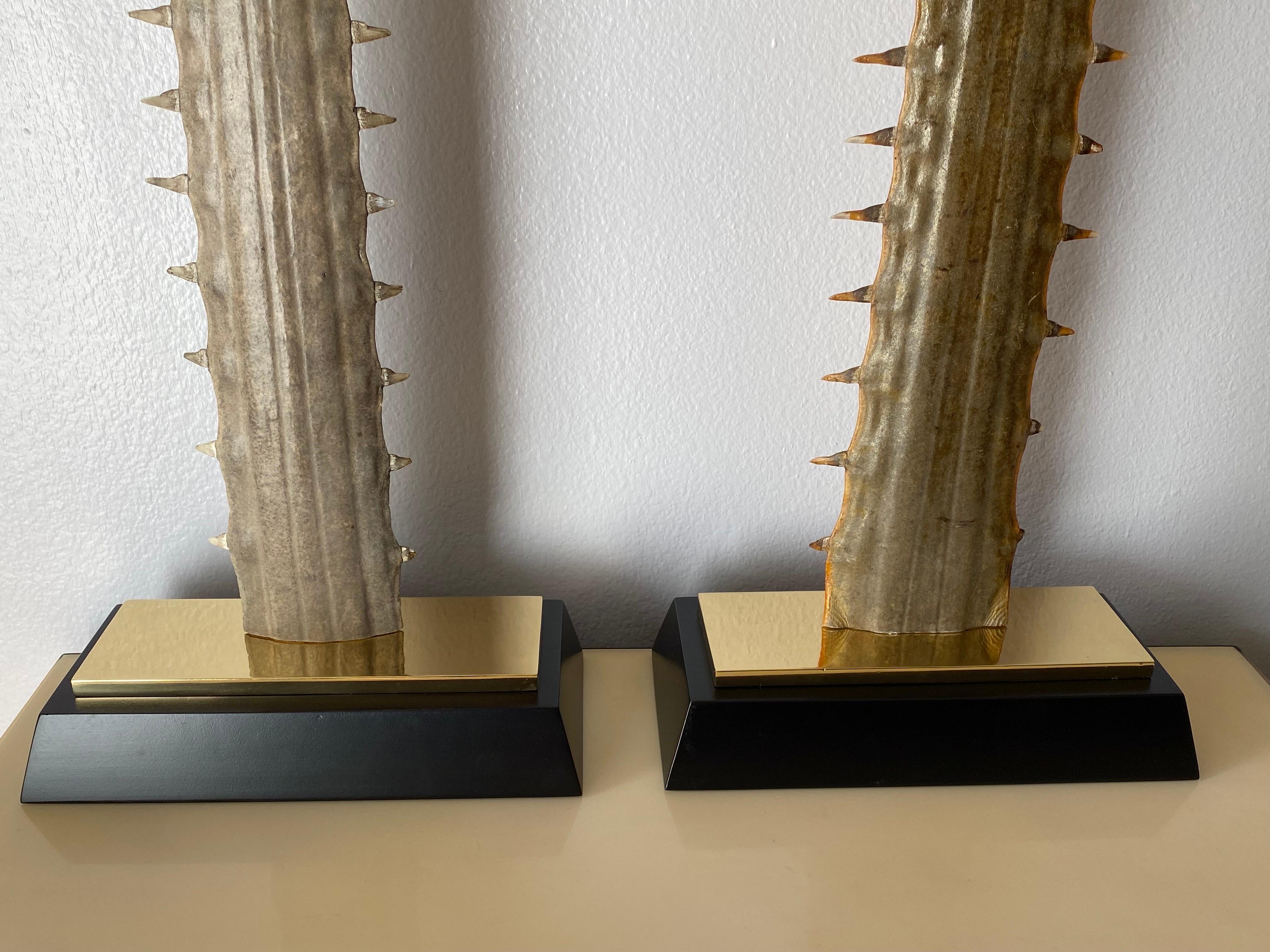 Pair of massive sawfish rostrums / bills mounted on brass and ebonized wood custom bases. These are more than 100 years old and came from a collector who had them in his possession for more than 70 years. No international shipping.
Larger is 43