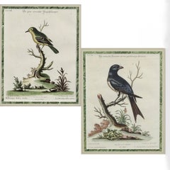 Pair Of Mid 18th Century Bird Engravings By George Edwards