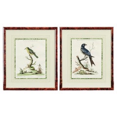 Pair Of Mid 18th Century Bird Engravings By George Edwards