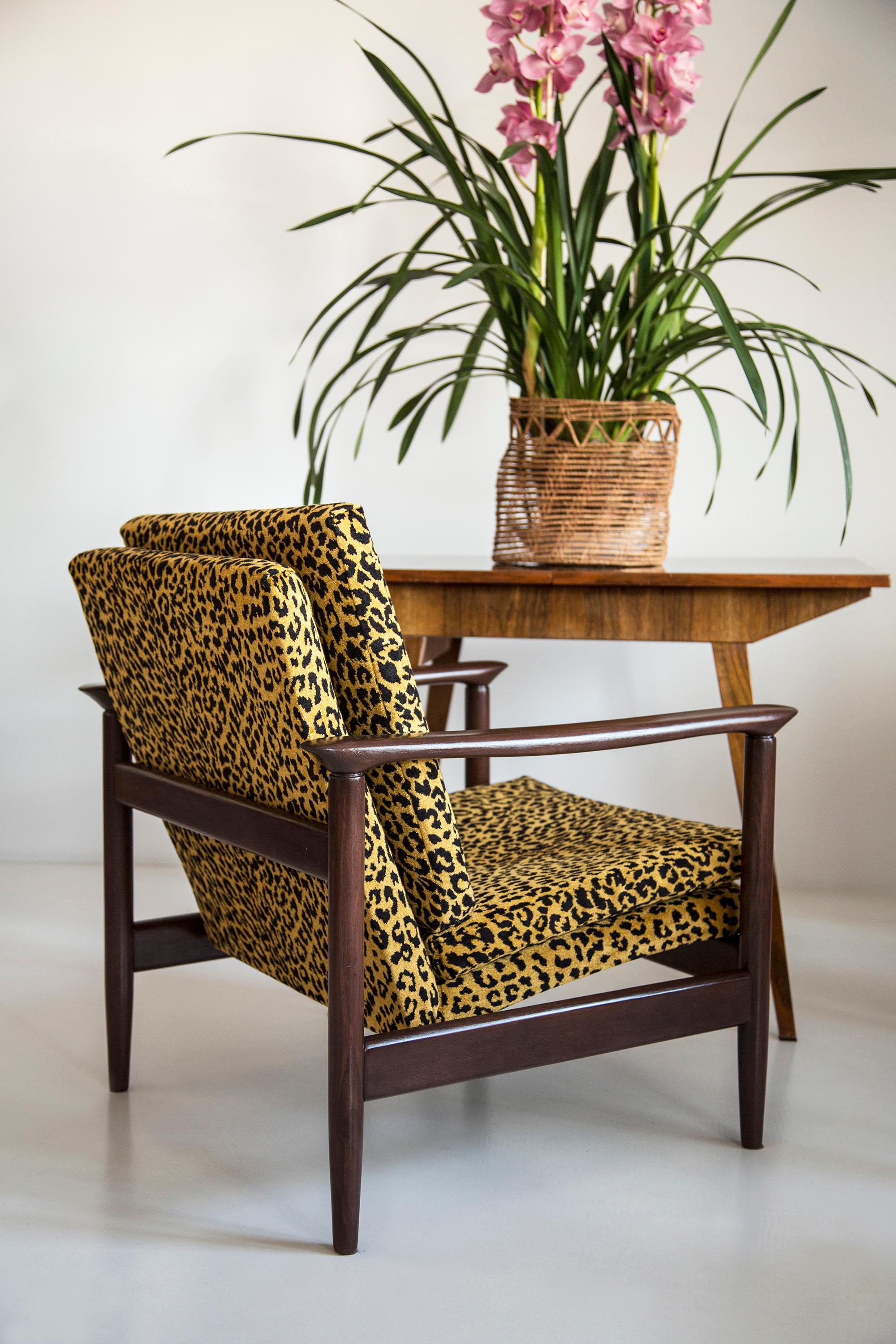 Wunderschöner Leoparden-Sessel GFM-142, entworfen von Edmund Homa, einem polnischen Architekten, Designer von Industriedesign und Innenarchitektur, Professor an der Akademie der Schönen Künste in Danzig. 

Der Sessel wurde in den 1960er Jahren in