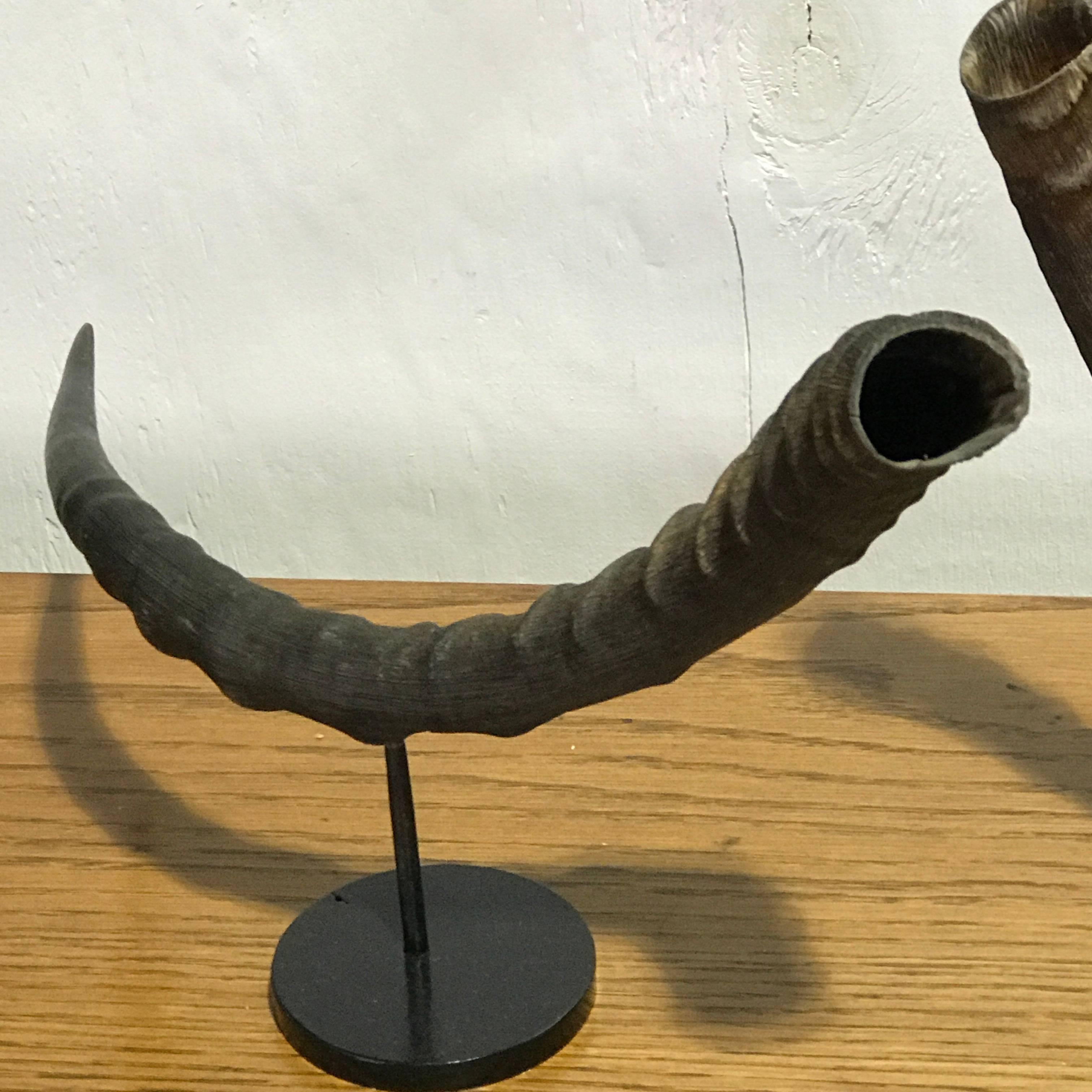 Mid-Century Modern Pair of Midcentury Natural Horn Vases