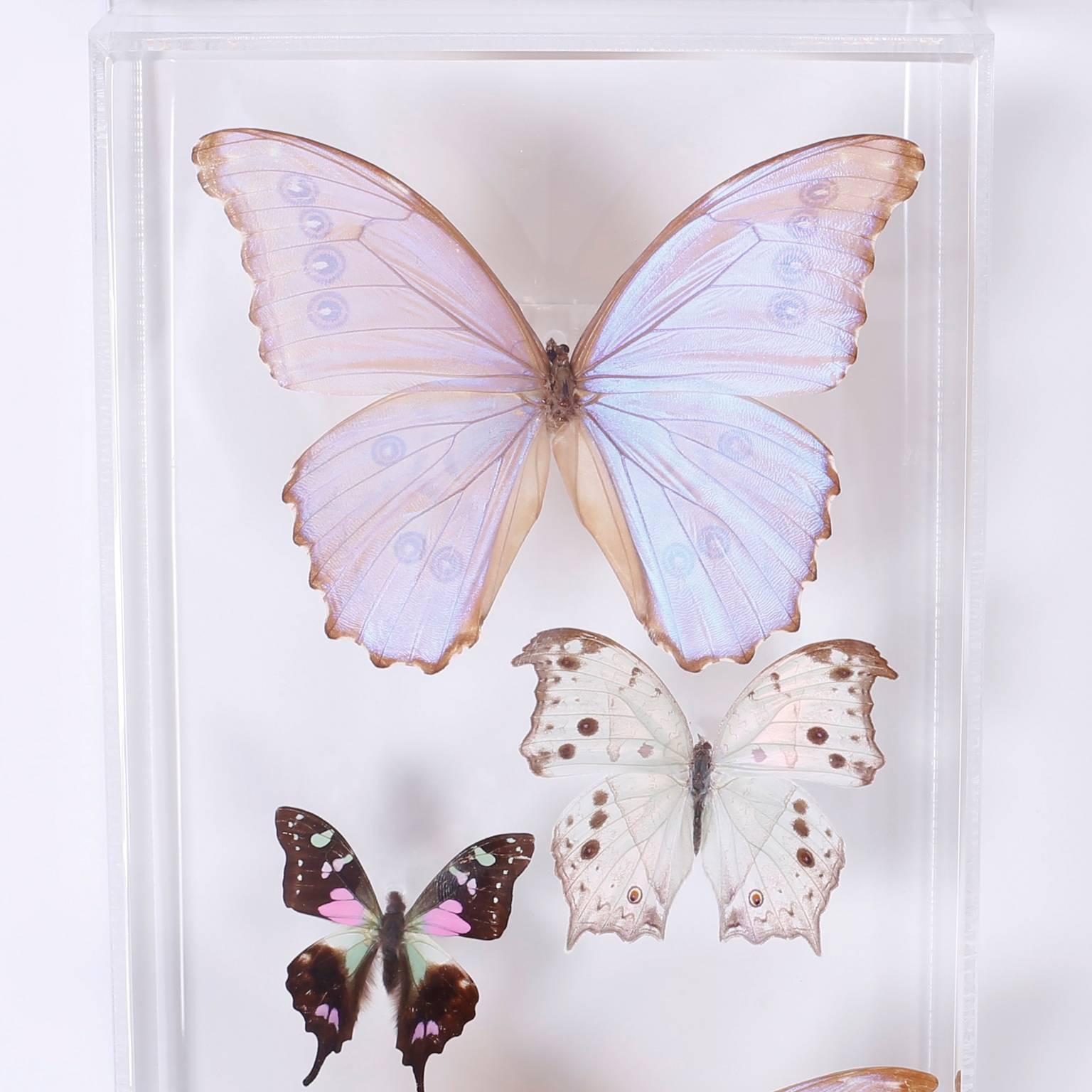 Exotic butterfly specimens presented in custom Lucite display or
shadow boxes, each with thirteen butterflies and signed in the lower
left by its creator.
 