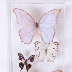 Pair of Midcentury Lucite Butterfly Display Boxes