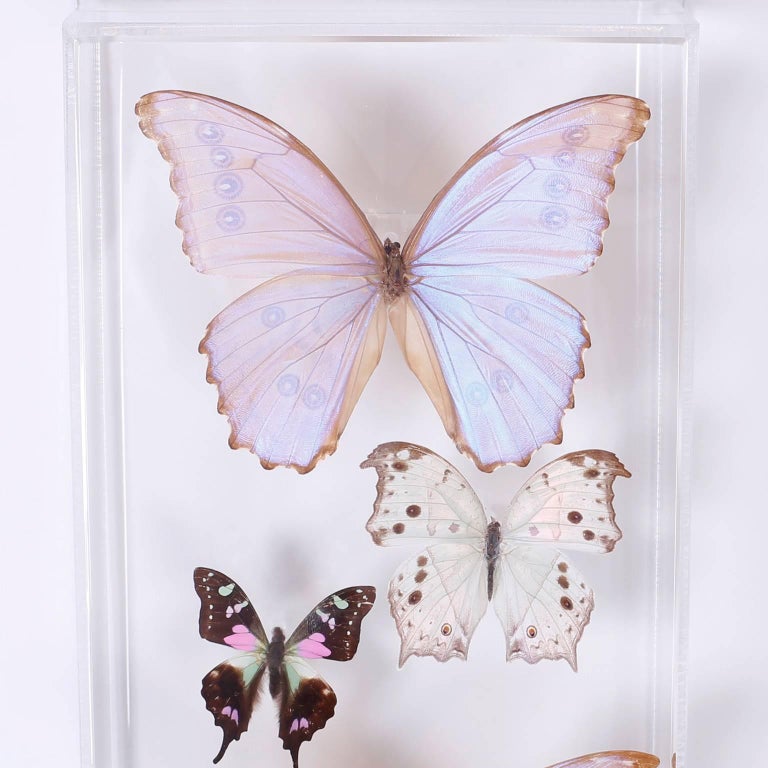 Pair of Midcentury Lucite Butterfly Display Boxes at 1stDibs