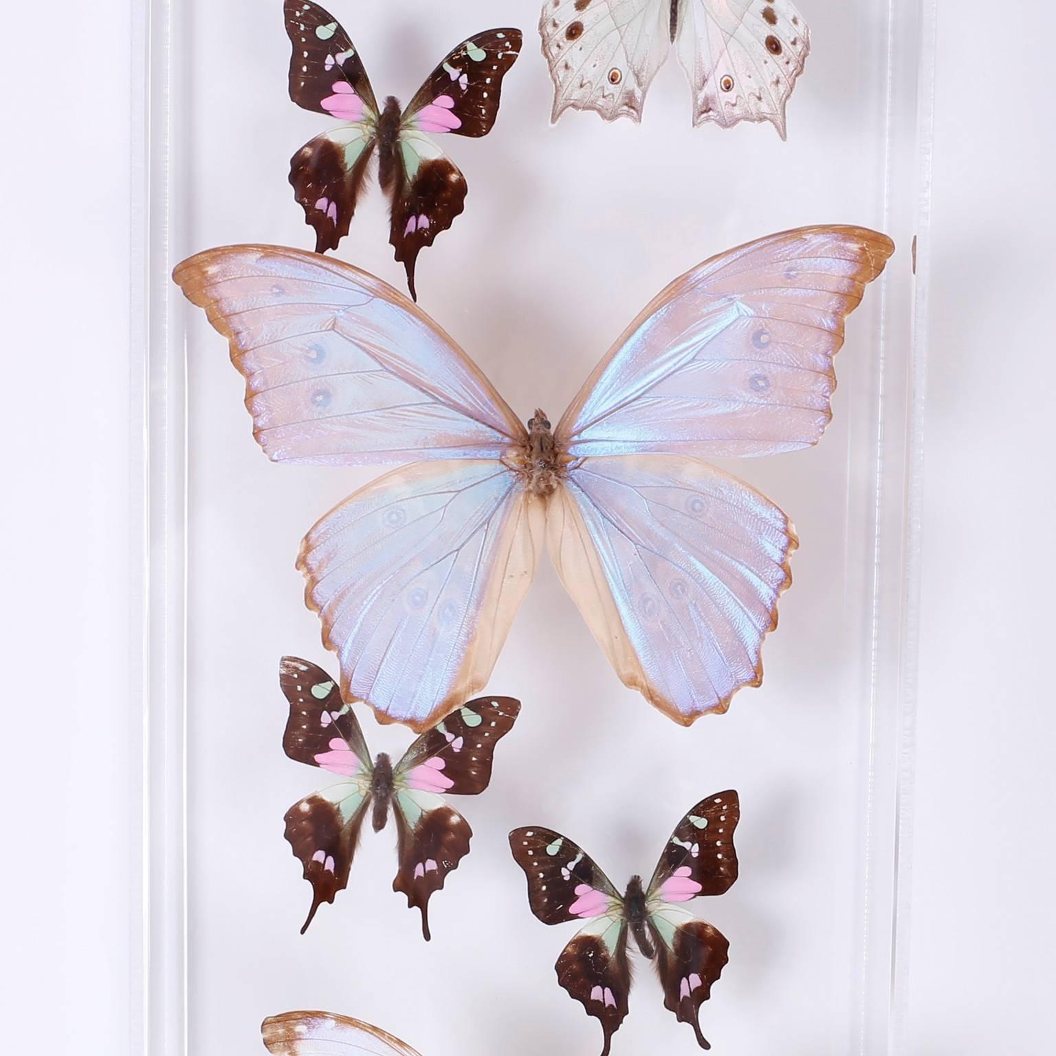 Mid-Century Modern Pair of Midcentury Lucite Butterfly Display Boxes