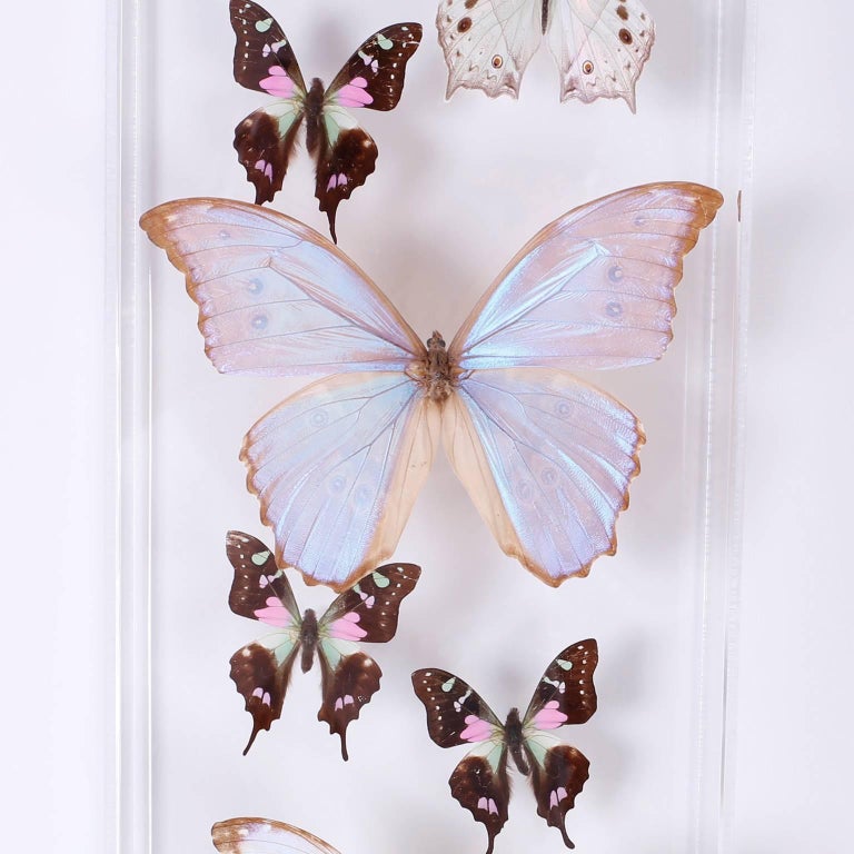 Pair of Midcentury Lucite Butterfly Display Boxes at 1stDibs