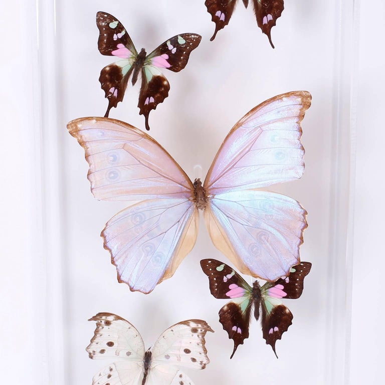 Pair of Midcentury Lucite Butterfly Display Boxes at 1stDibs