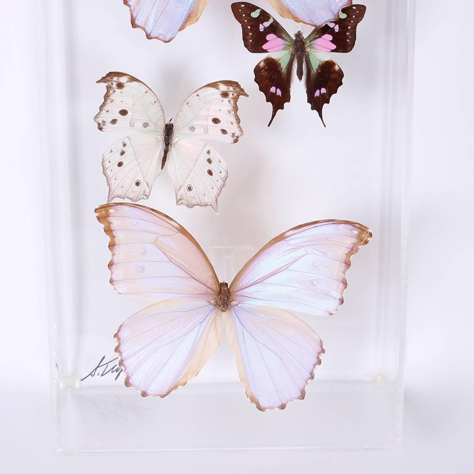 Pair of Midcentury Lucite Butterfly Display Boxes In Excellent Condition In Palm Beach, FL