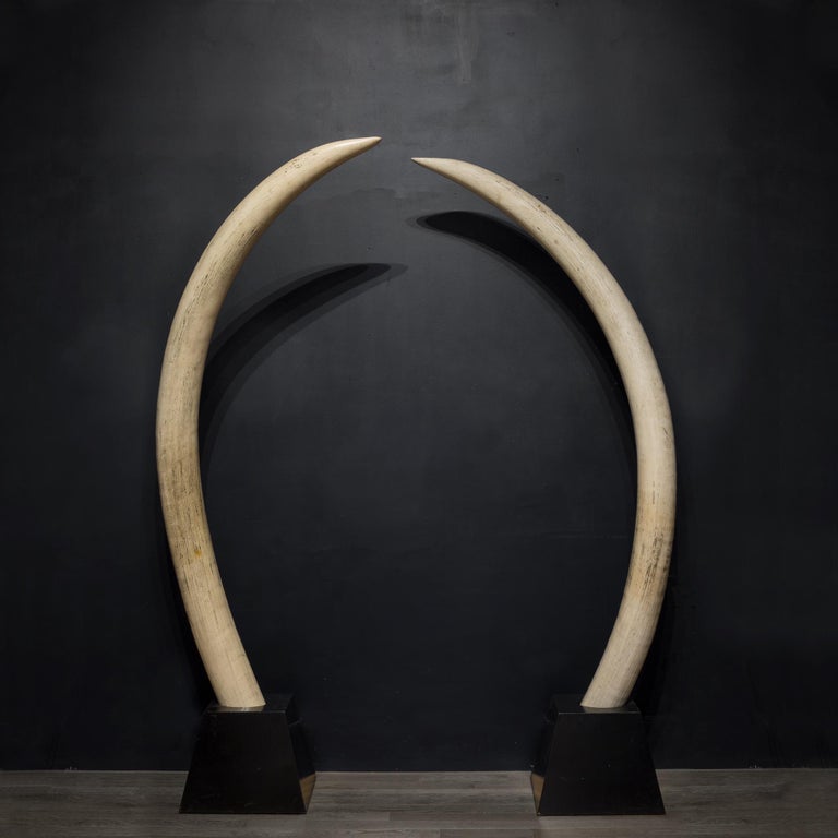 Pair of Midcentury Monumental Faux Elephant Tusks, circa 1970s For Sale