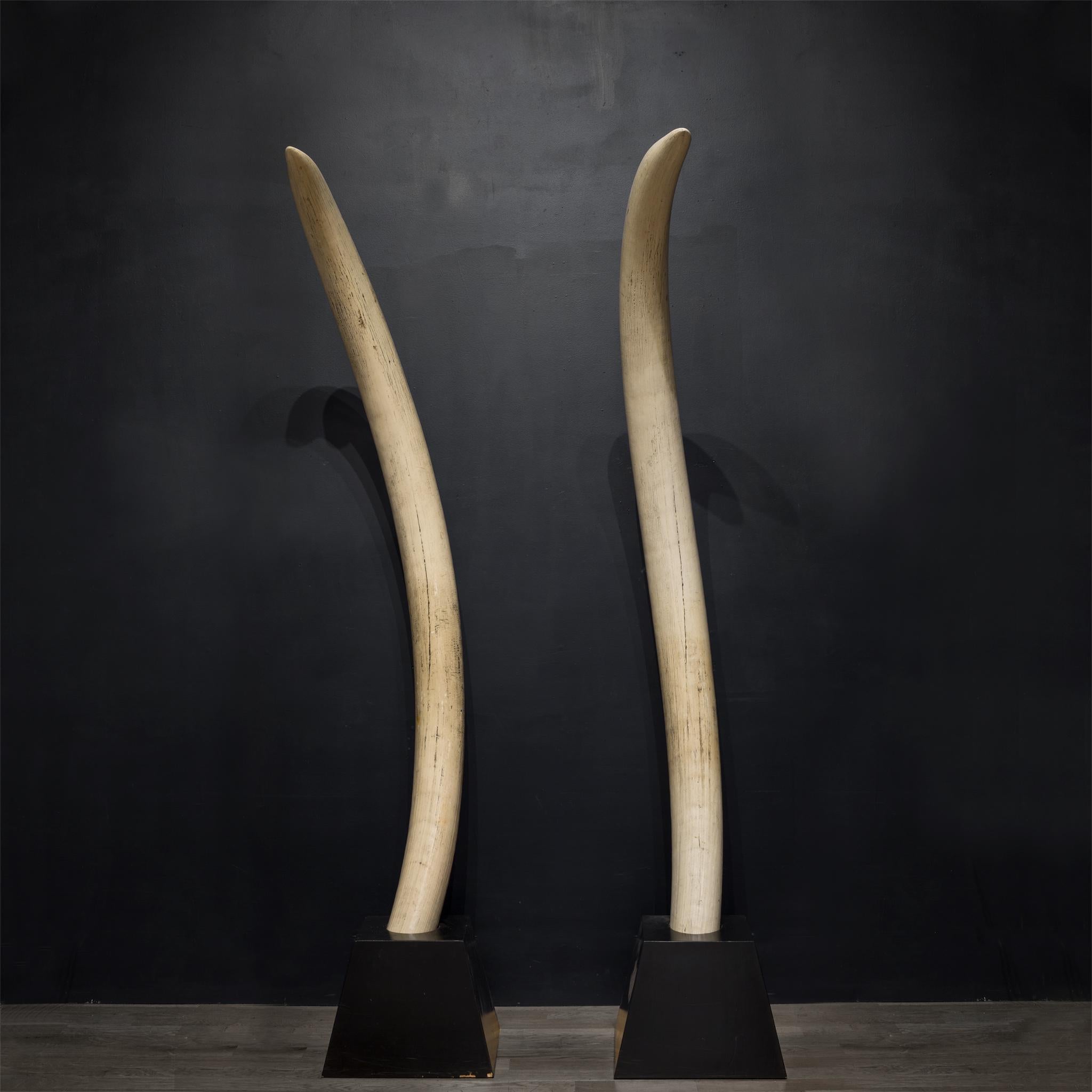 Pair of Midcentury Monumental Faux Elephant Tusks, circa 1970s 3