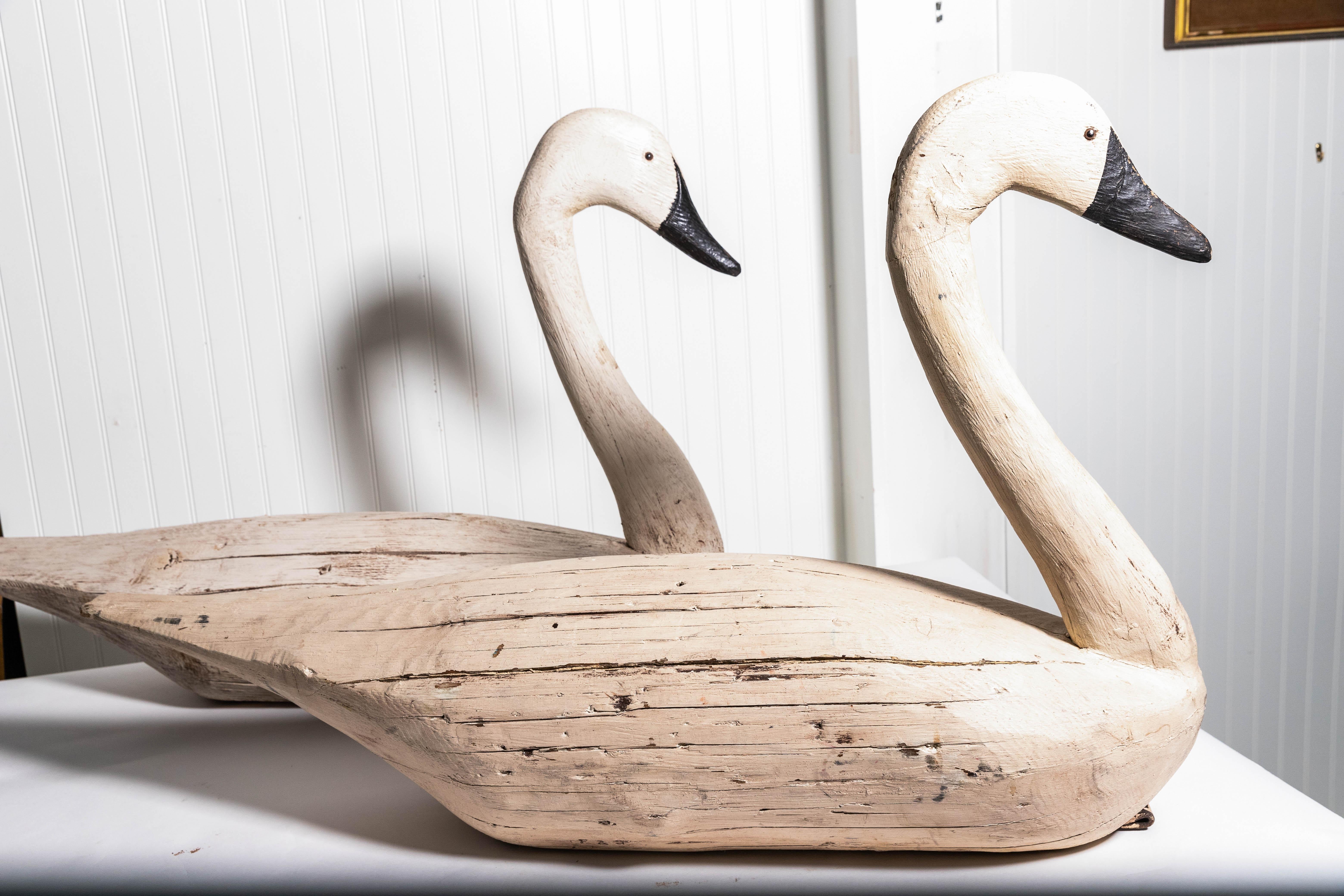Pair of monumental swan decoys carved wood with glass eyes, leather toggle attachment for weight and small weight in bottoms. Signed on male F&S. Measures: Female 40.5 inch long 27 inches high 10 inches wide.