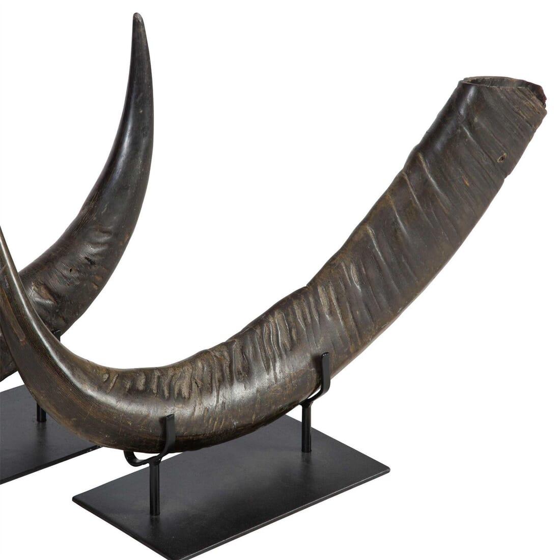20th Century Pair of Mounted Horns