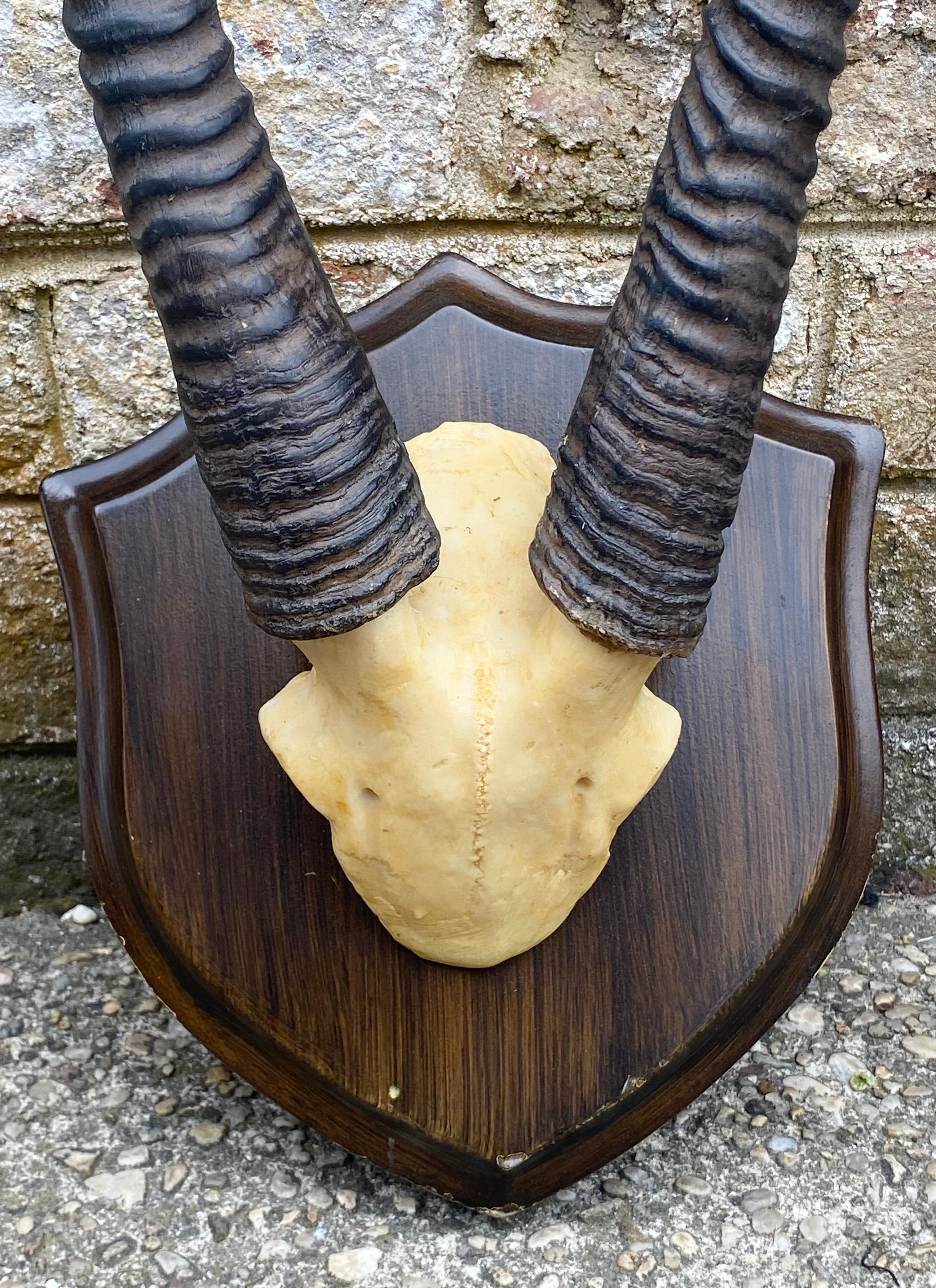 ibex horns for sale