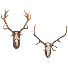 Pair of Mounted Large Stag Antlers