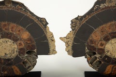 Pair of Mounted Pyritized Ammonites, 12 Inches, Mesozoic Era