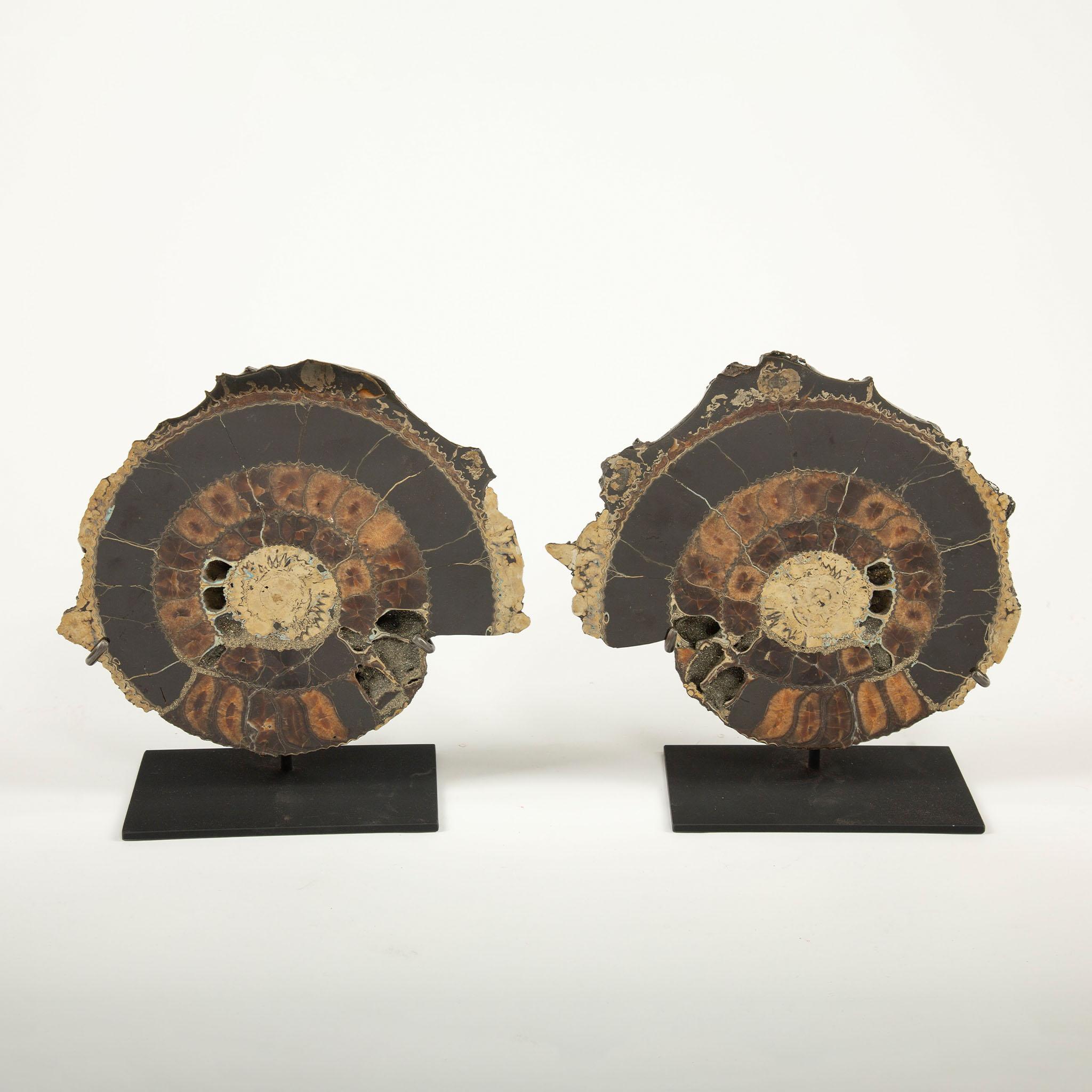 Prehistoric Pair of Mounted Pyritized Ammonites, 12 Inches, Mesozoic Era For Sale