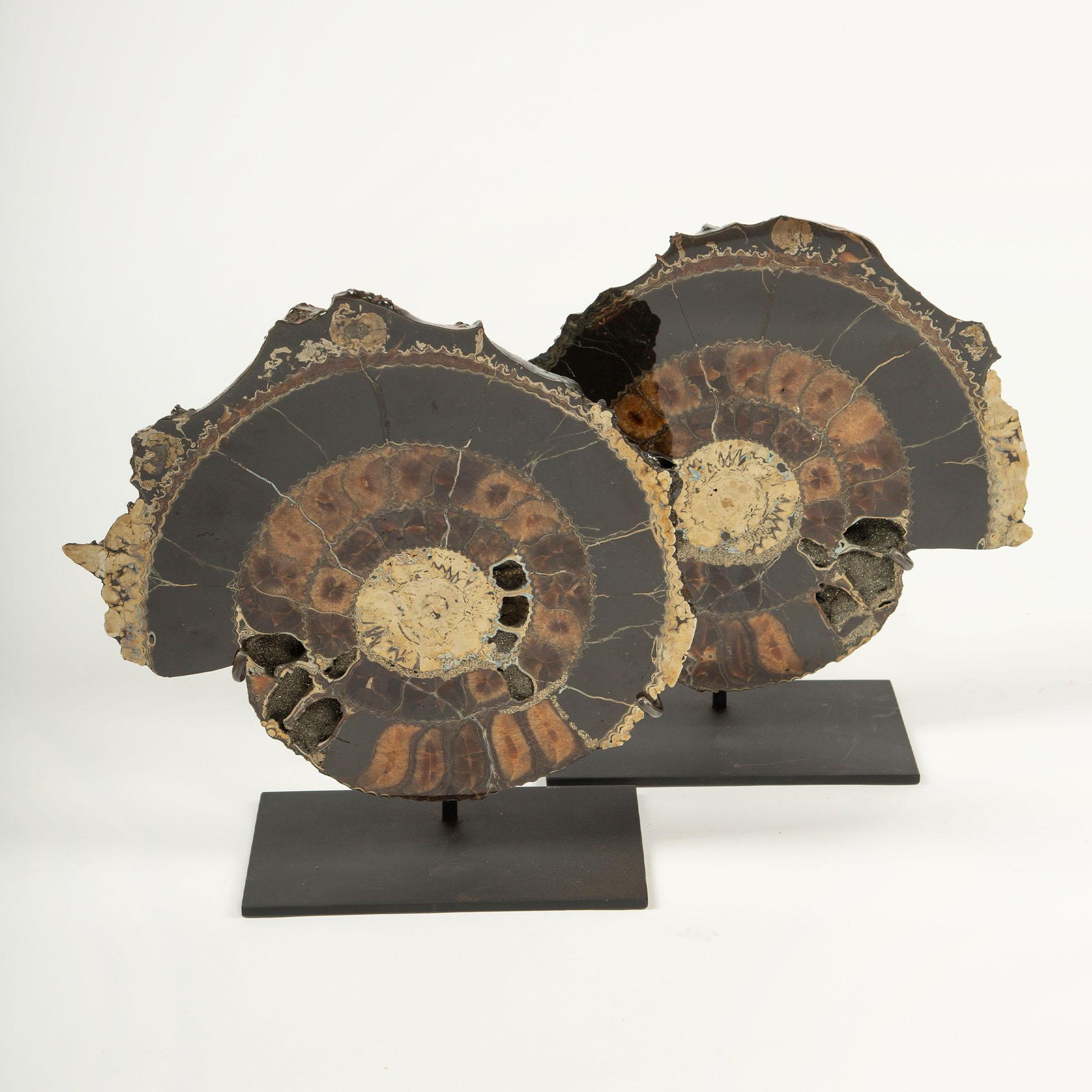 German Pair of Mounted Pyritized Ammonites, 12 Inches, Mesozoic Era For Sale