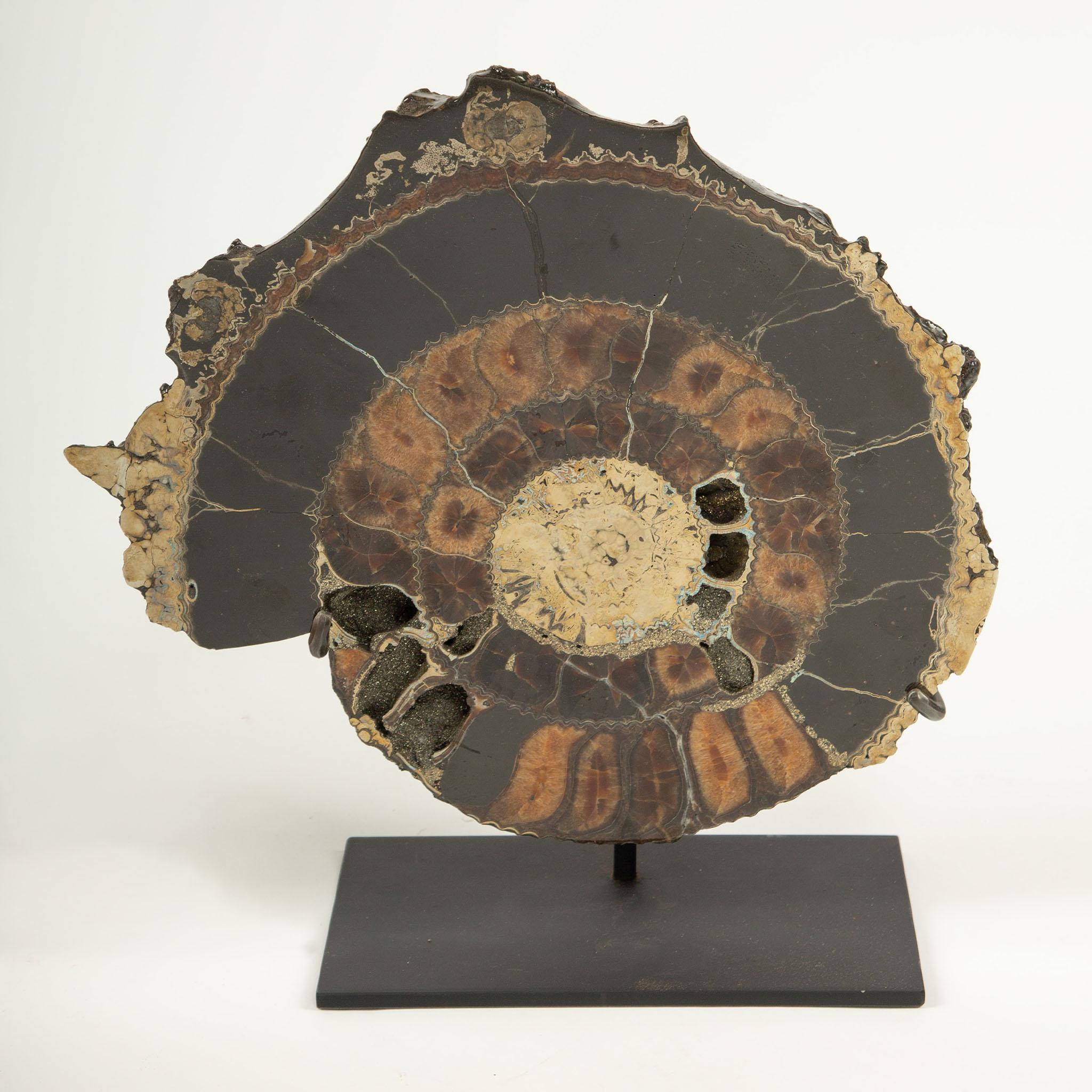 Pair of Mounted Pyritized Ammonites, 12 Inches, Mesozoic Era In Excellent Condition For Sale In New York, NY