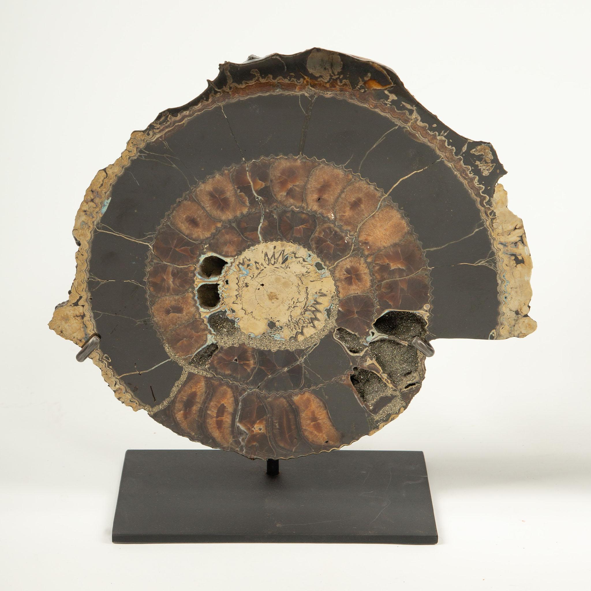 18th Century and Earlier Pair of Mounted Pyritized Ammonites, 12 Inches, Mesozoic Era For Sale