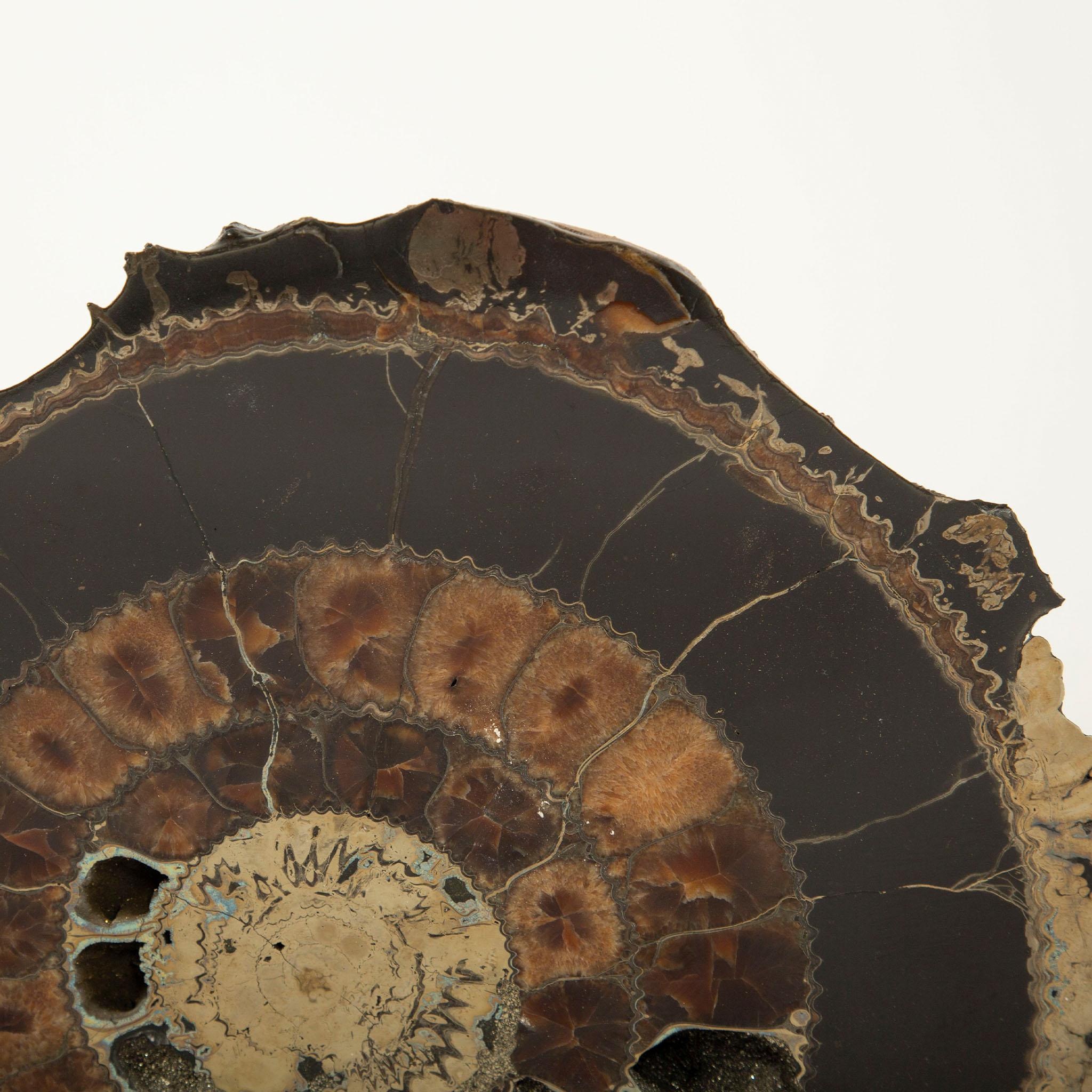 Metal Pair of Mounted Pyritized Ammonites, 12 Inches, Mesozoic Era For Sale