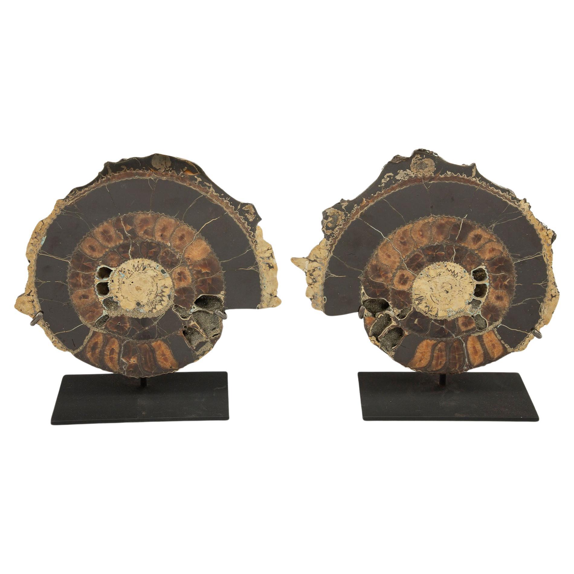 Paire d'ammonites pyritisées montées, 12 pouces, ère mésozoïque
