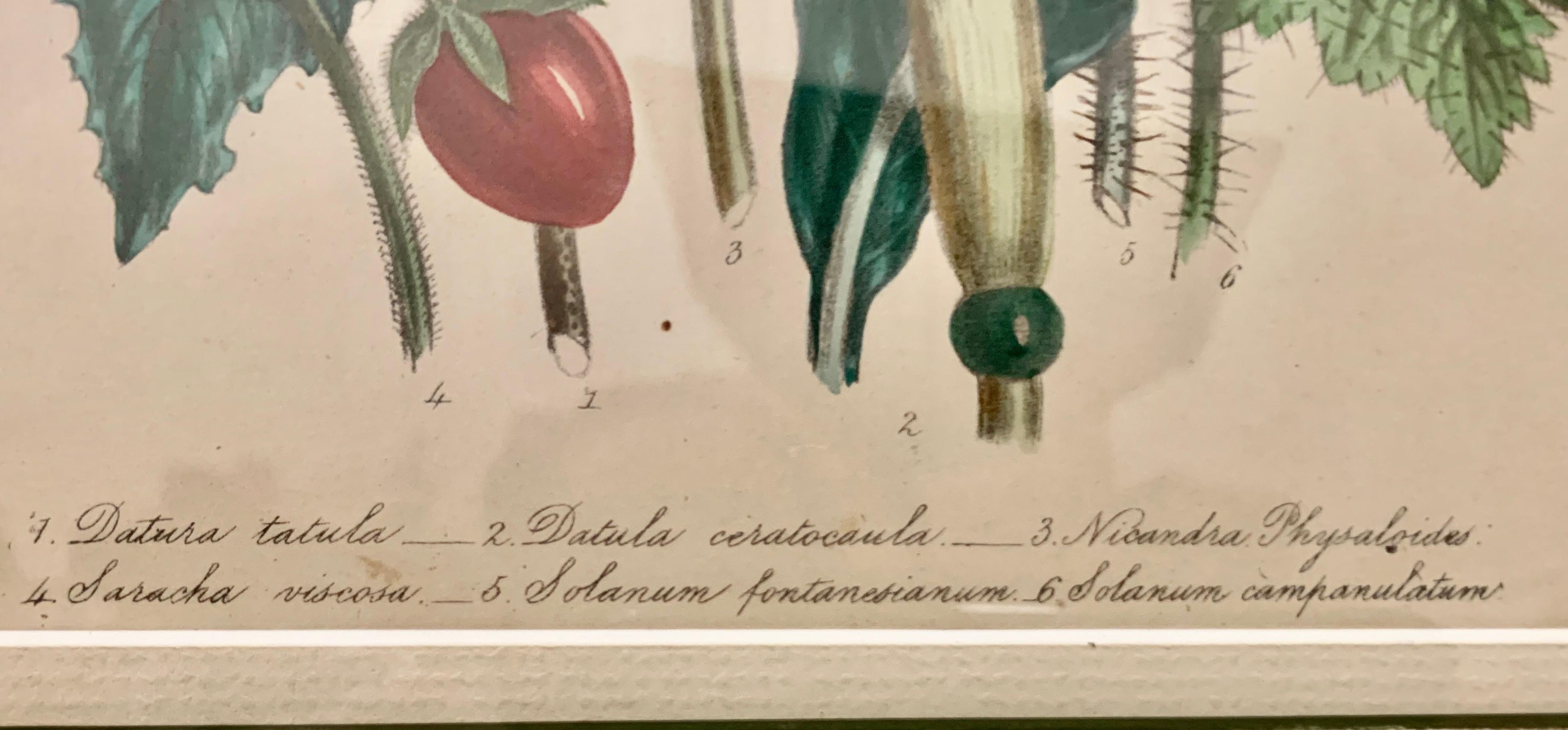  Pair of 19th Century Botanical Prints by Mrs. Loudon 3