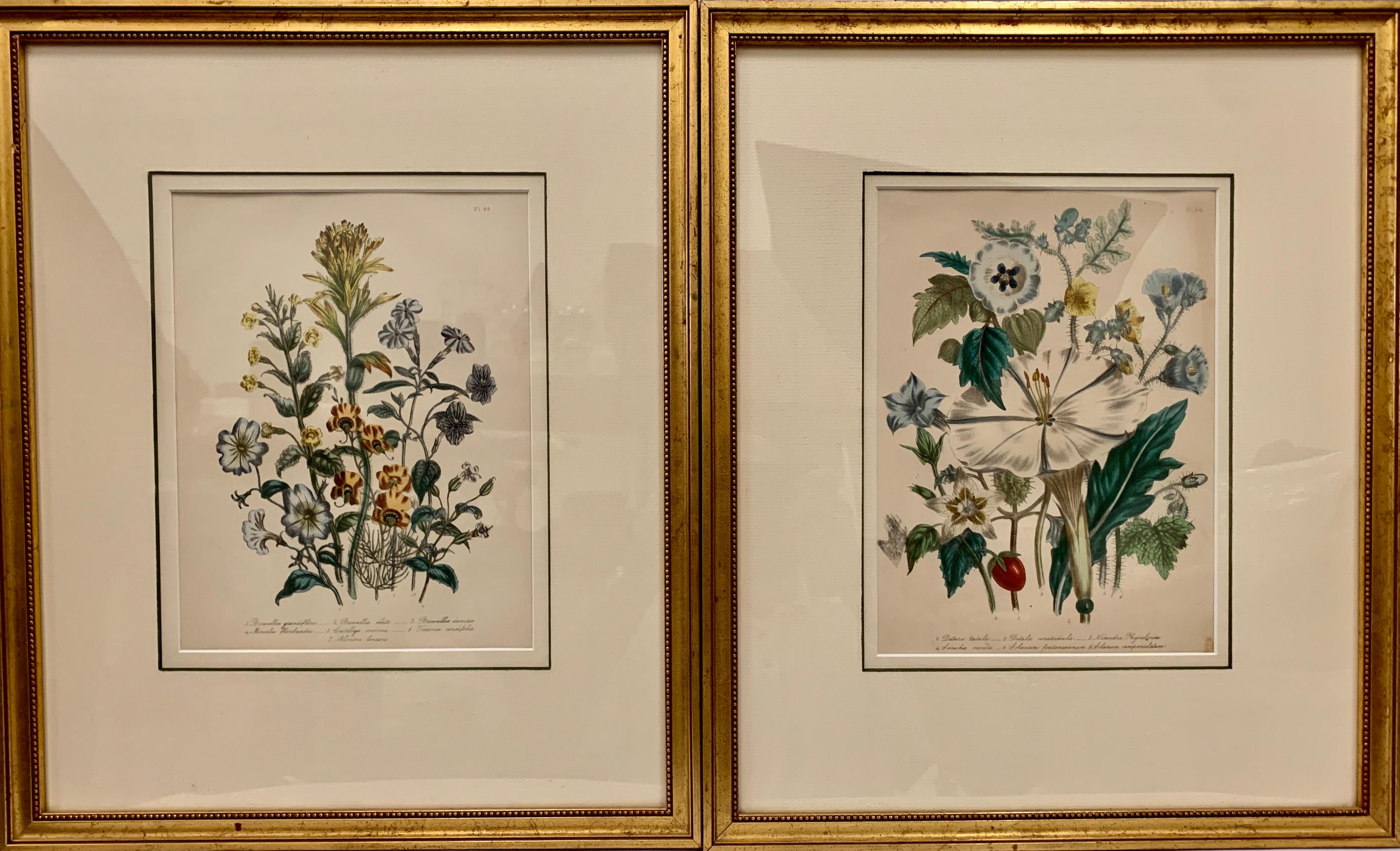  Pair of 19th Century Botanical Prints by Mrs. Loudon 2