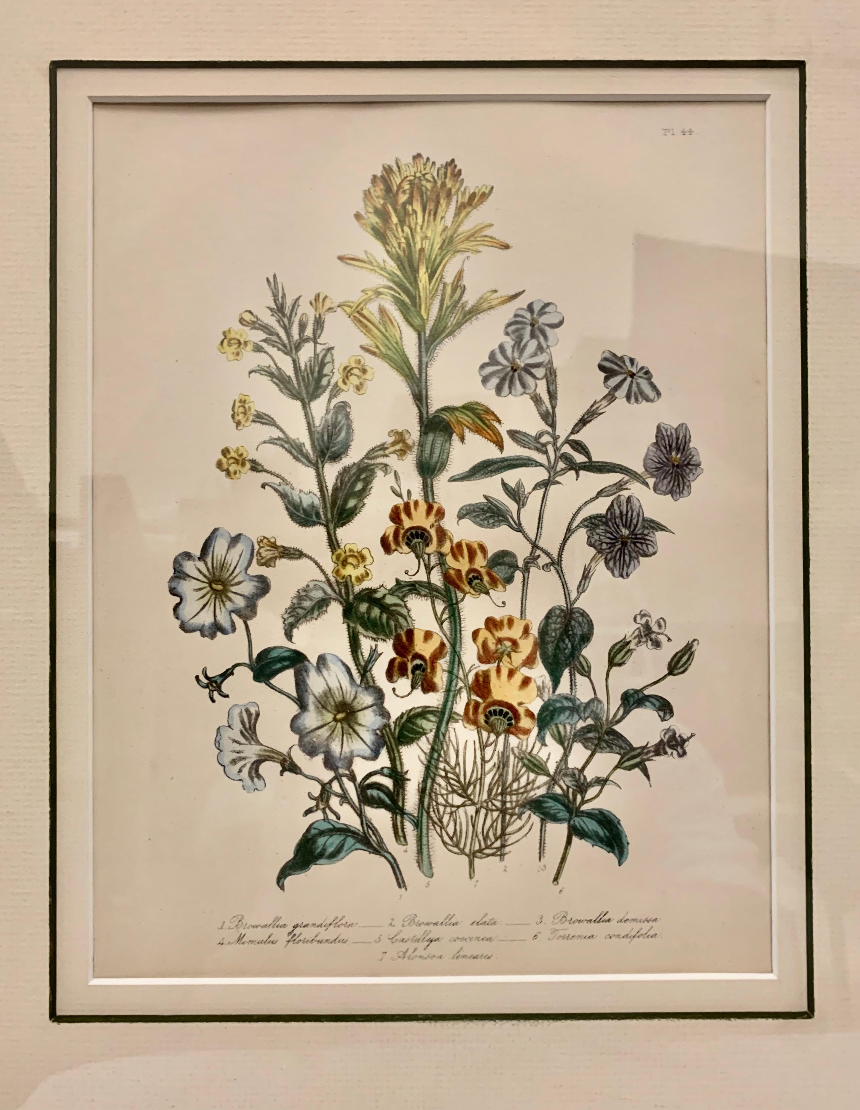Victorian  Pair of 19th Century Botanical Prints by Mrs. Loudon