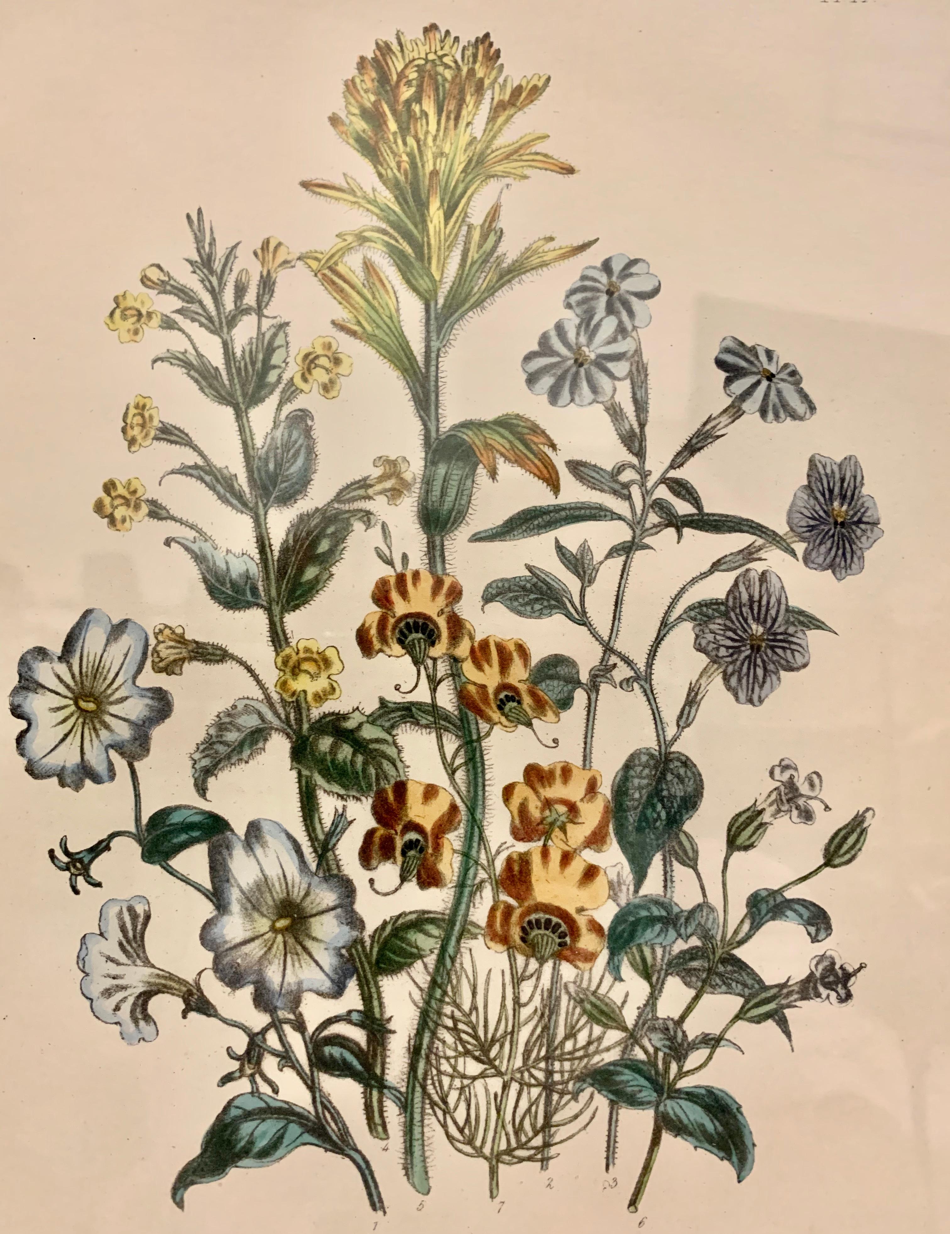 English  Pair of 19th Century Botanical Prints by Mrs. Loudon