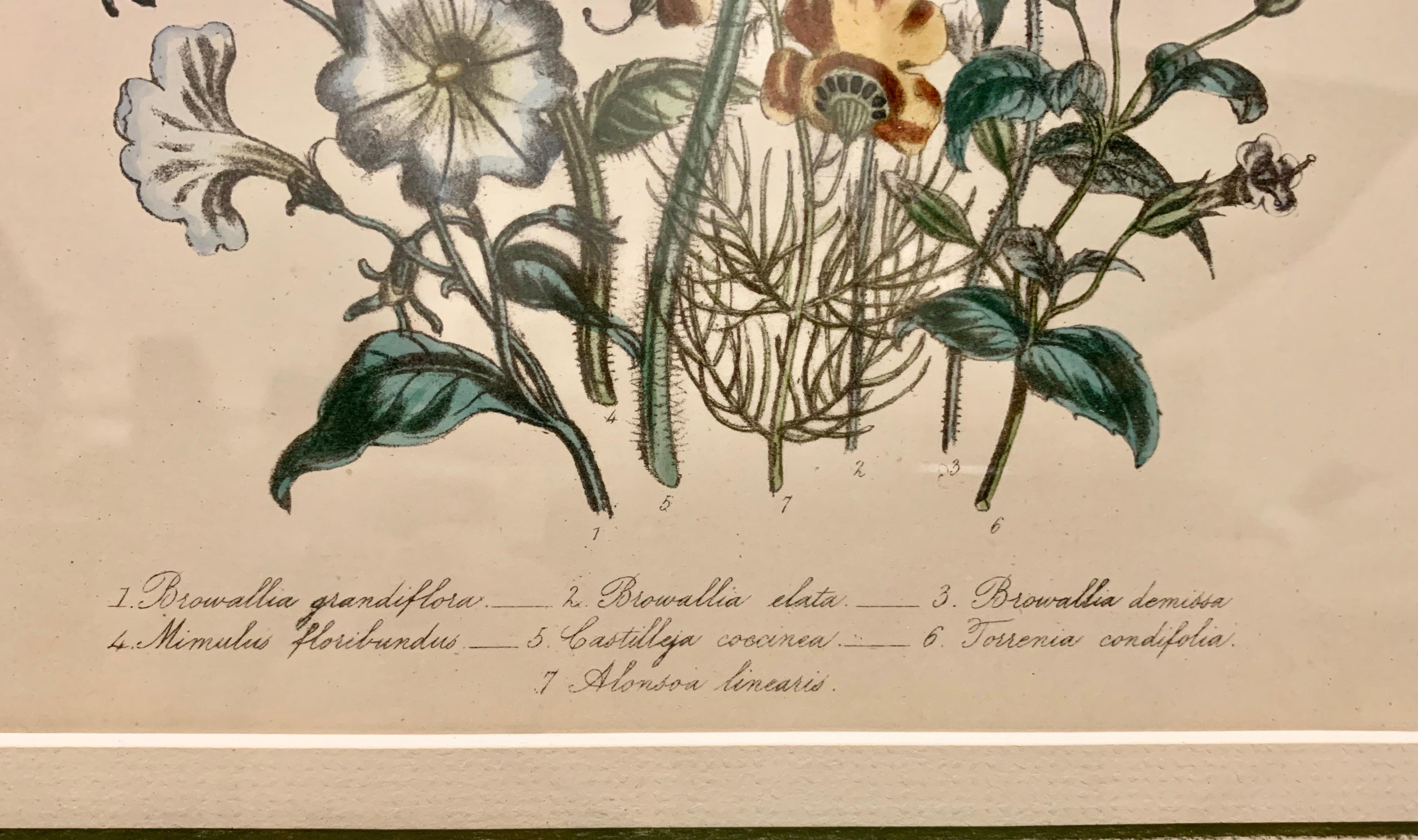 Mrs. Jane Webb Loudon (1807-1858) reached notoriety as a woman for her hand colored lithographs of English wildflowers. It was quite unusual to be a female print maker in the nineteenth century.  Jane Loudon's images show her delicasy in creating