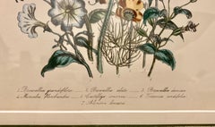 Pair of 19th Century Botanical Prints by Mrs. Loudon