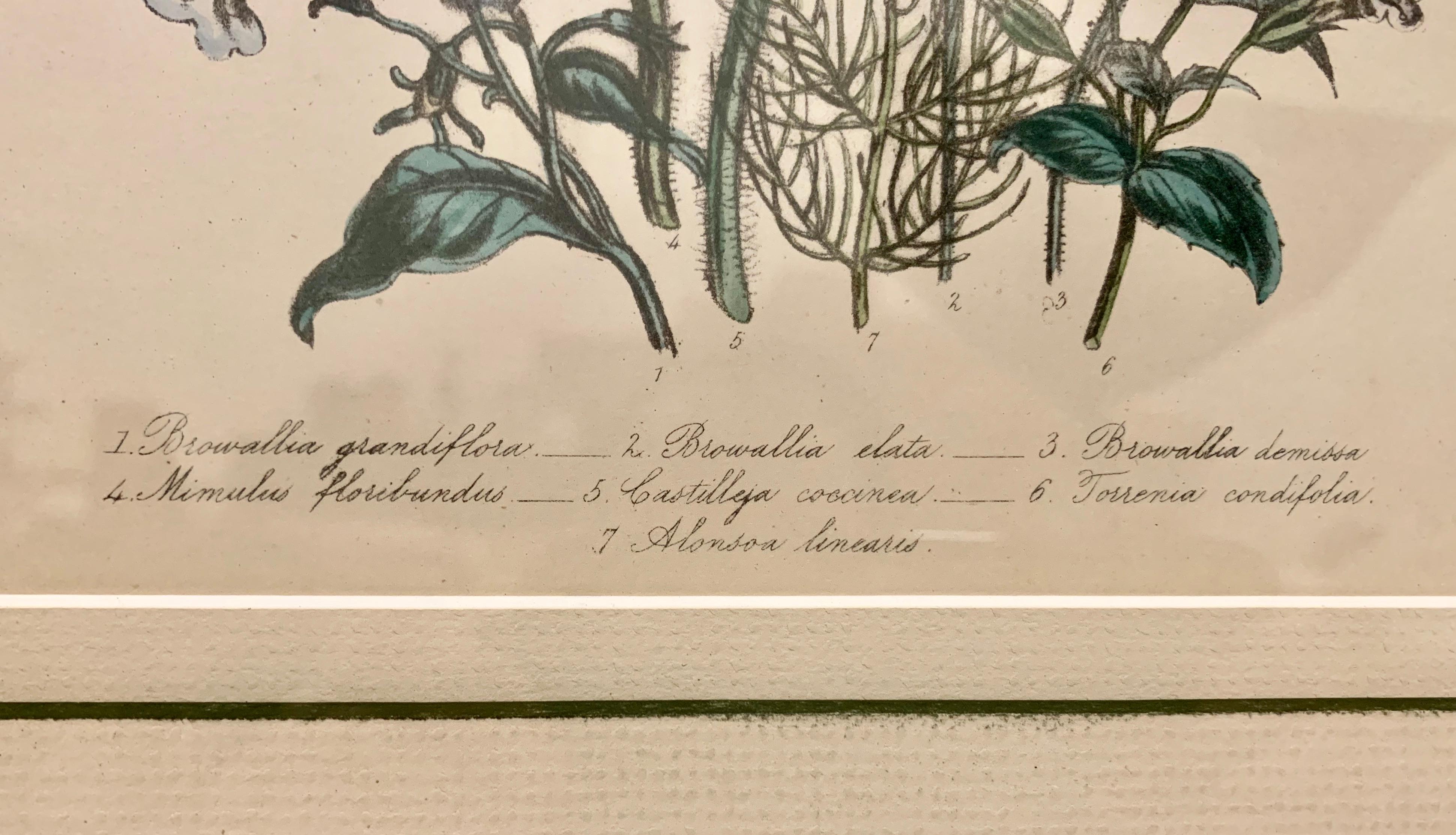 Hand-Crafted  Pair of 19th Century Botanical Prints by Mrs. Loudon
